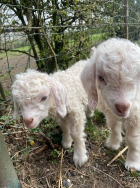 Marie-Laurence RICHARD Laines Angora et Alpaga